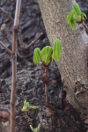 frühling_26.3.