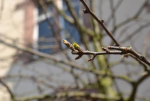 frühling_02