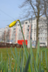 frühling_31