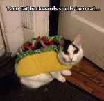 Taco Cat