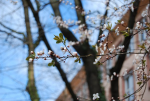 fruehling_15