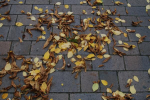 herbst_10