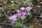 der meteorologische Frühling hat begonnen