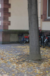 herbst_03